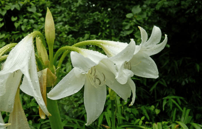 June at Shinjuku Gyoen National Garden is One of the Peaceful Natural Landscapes Worth Seeing