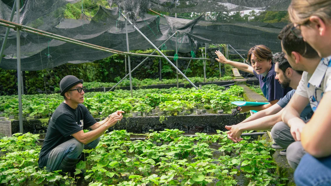 Kikuchi Wasabi Farm