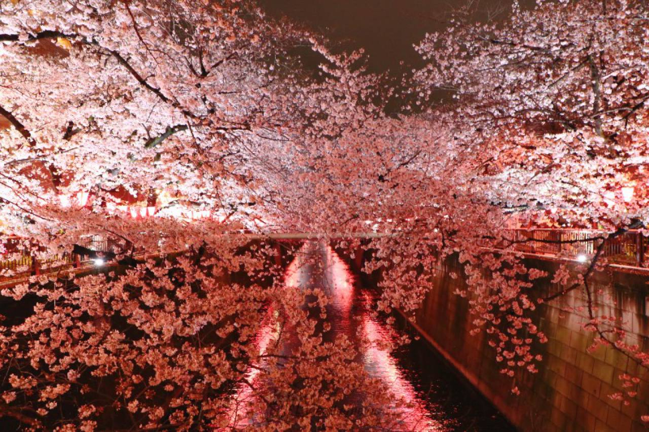 Meguro River Cherry Blossom Avenue