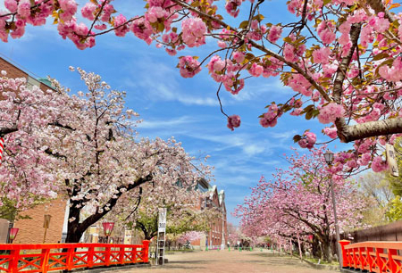 Mint Bureau Cherry Blossoms