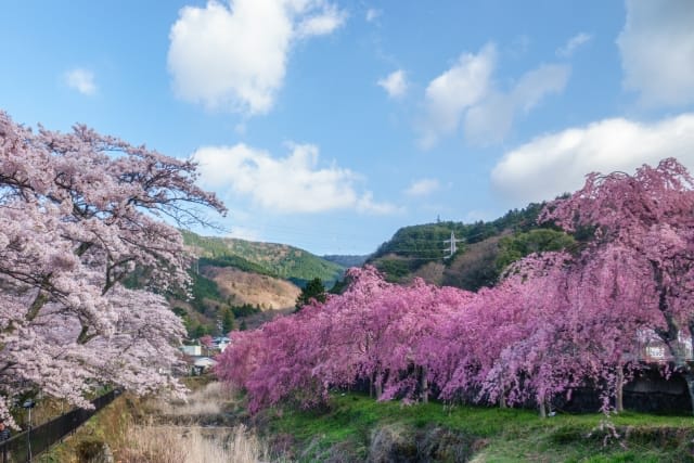 Miyagino-Hayakawa Embankment