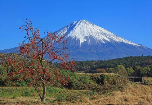 Mt. Fuji