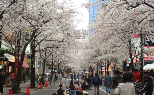 Nichihachikai Cherry Blossom Festival