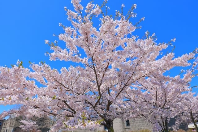 Otaru Park