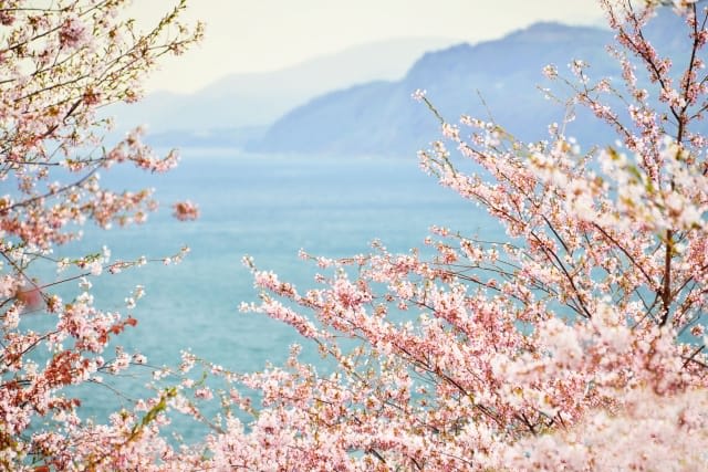 Sapporo Cherry Blossom Guide 2026: Best 20 Spots, Bloom Forecast