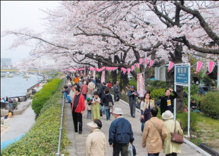 Bokutei Cherry Blossom Festival