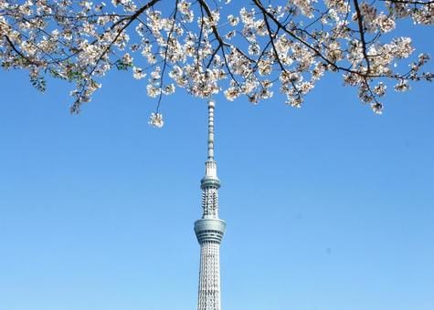 Sky Tree And Sakura