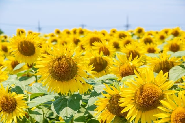 Summer Kanazawa sunflower