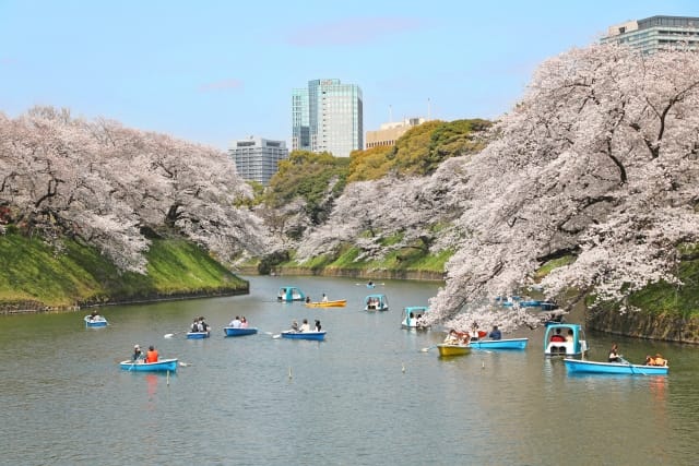 Chiyoda Sakura Festival