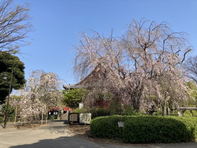 Ueno Sakura Festival