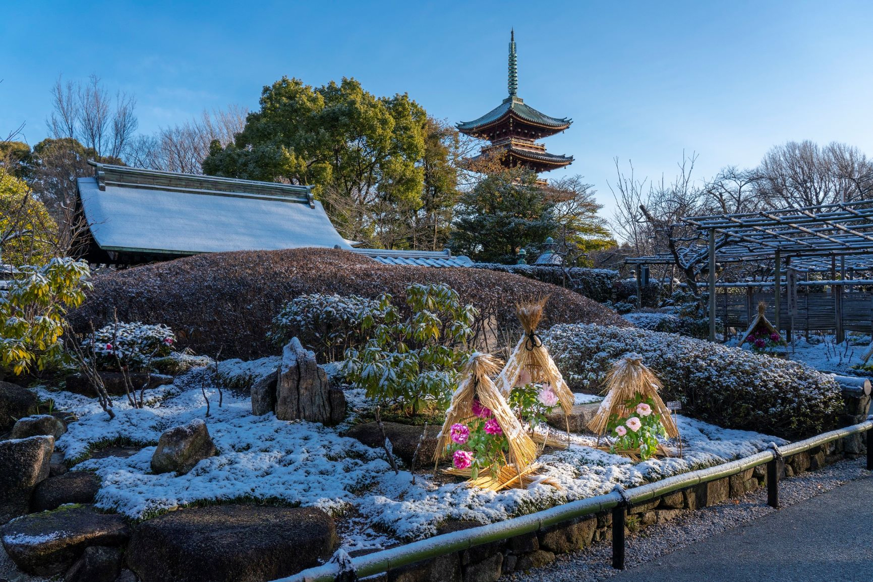 Ueno Toshogu Shrine Peony Garden