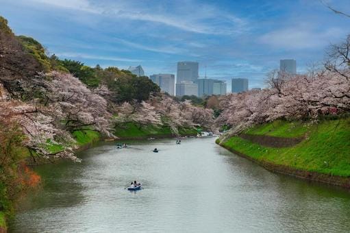 Tokyo Sakura