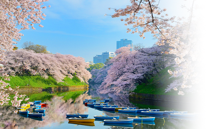 Chiyoda Cherry Blossom Festival