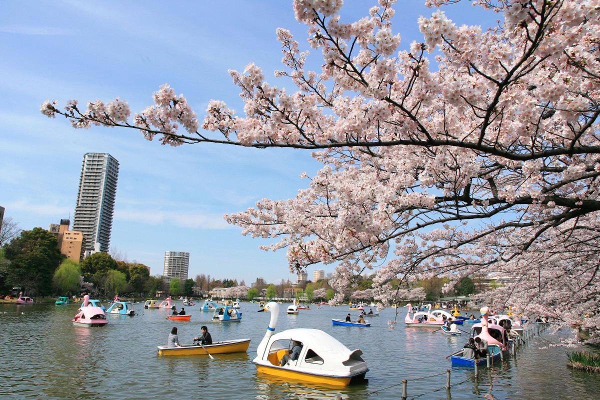 Ueno Park's Biggest Event "Ueno Cherry Blossom Festival" is Held in March