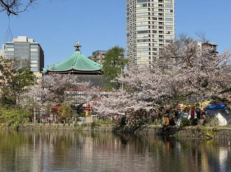 Ueno Park Sakura