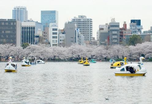 Ueno Park in Spring.jpeg