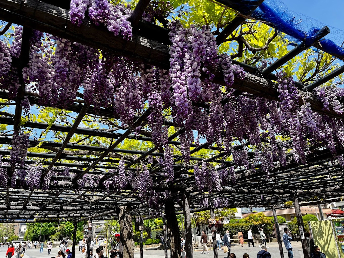 Wisteria Trellis at Senso-ji Temple