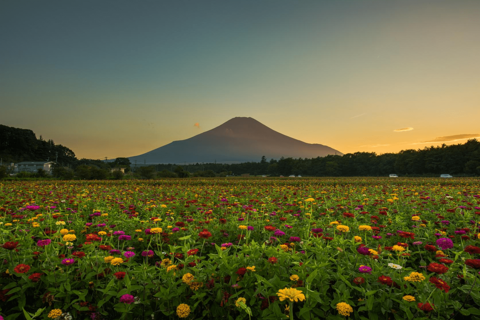 Yamanakako Flower Park