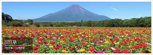 Yamanakako Hananomiyako Flower Park