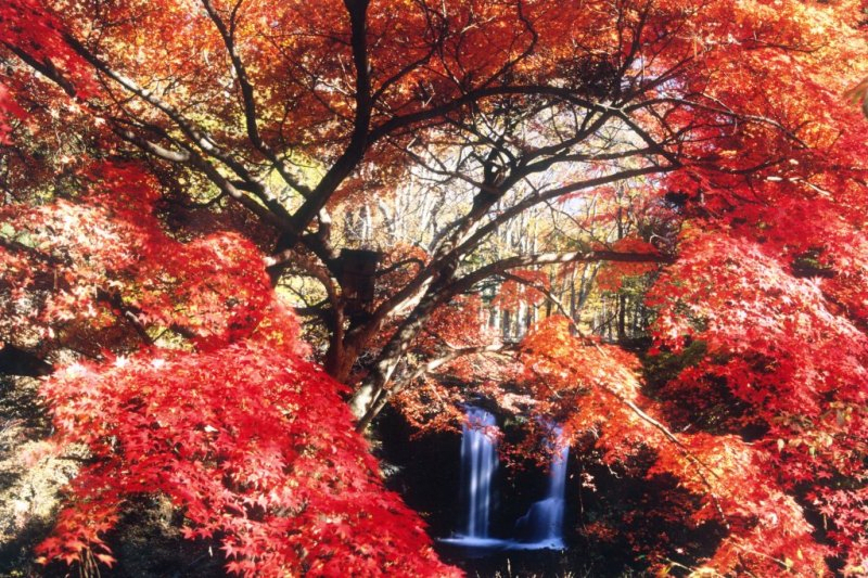Yoshida Autumn Leaves Festival