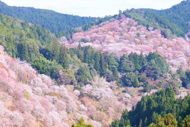 Yoshinoyama Oku-senbon