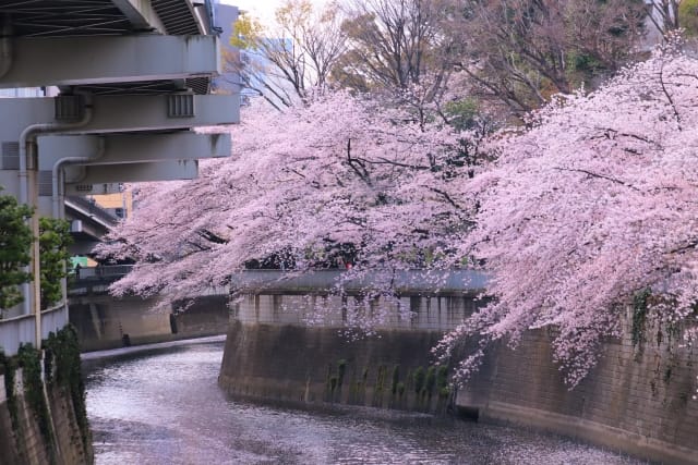 Zenpukuji River