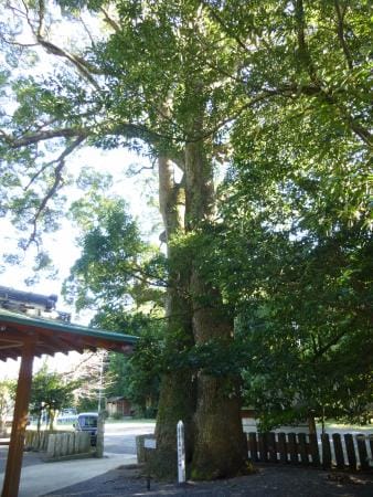 Camphor Trees