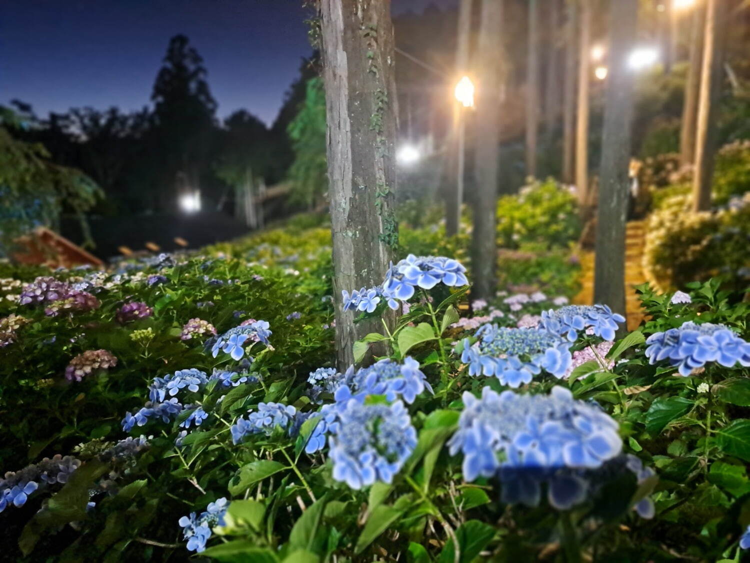 The "Kicoro no Mori Hydrangea Festival" at Mishima Sky Walk is also highly recommended by the author