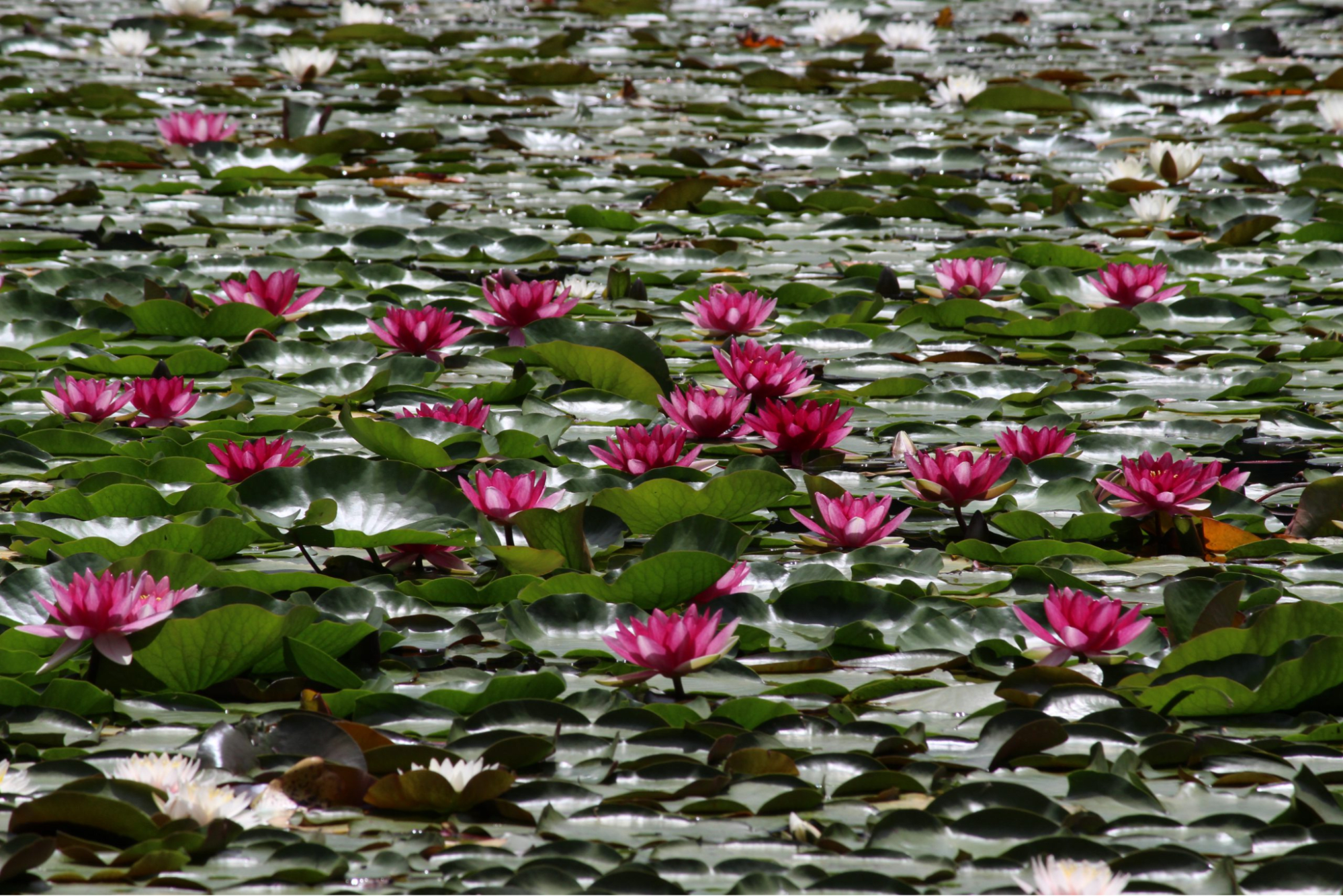 Mt. Gokurakuji Photo Contest