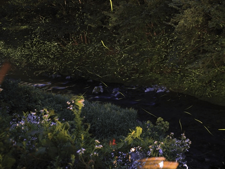 Yuki Onsen Firefly Festival