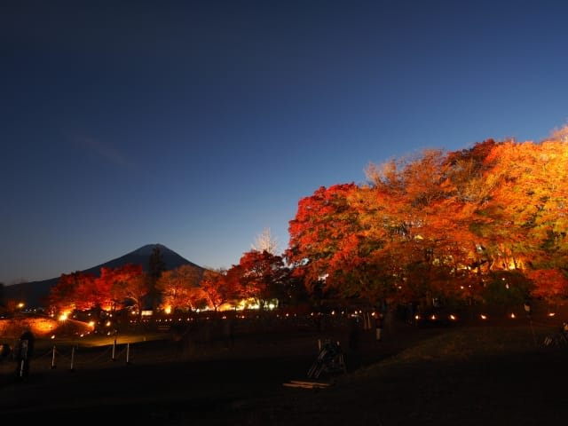 Autumn foliage landscape that becomes even more beautiful with nighttime illumination