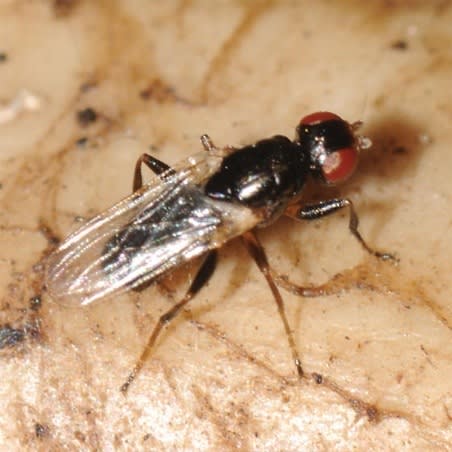 Cheese skippers are small fly species in the family Piophilidae.