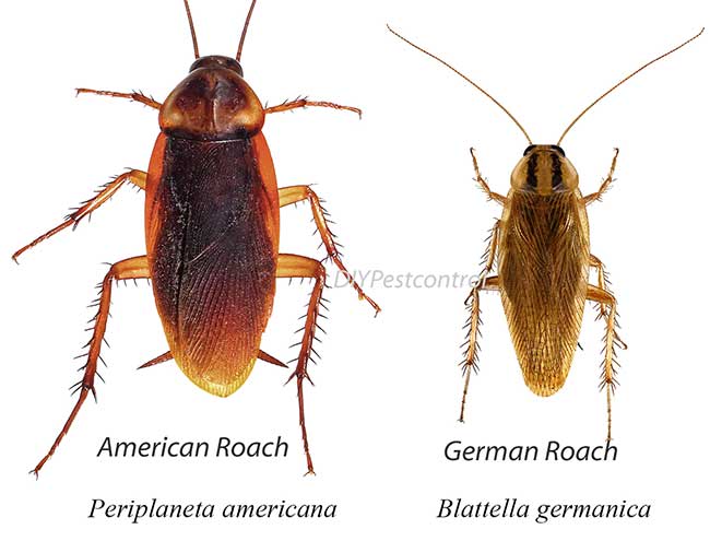 Roaches american german