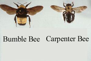 Carpenter Bee vs. Bumble Bee