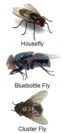 Fly comparison