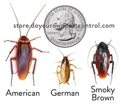cockroach comparison american german smoky brown