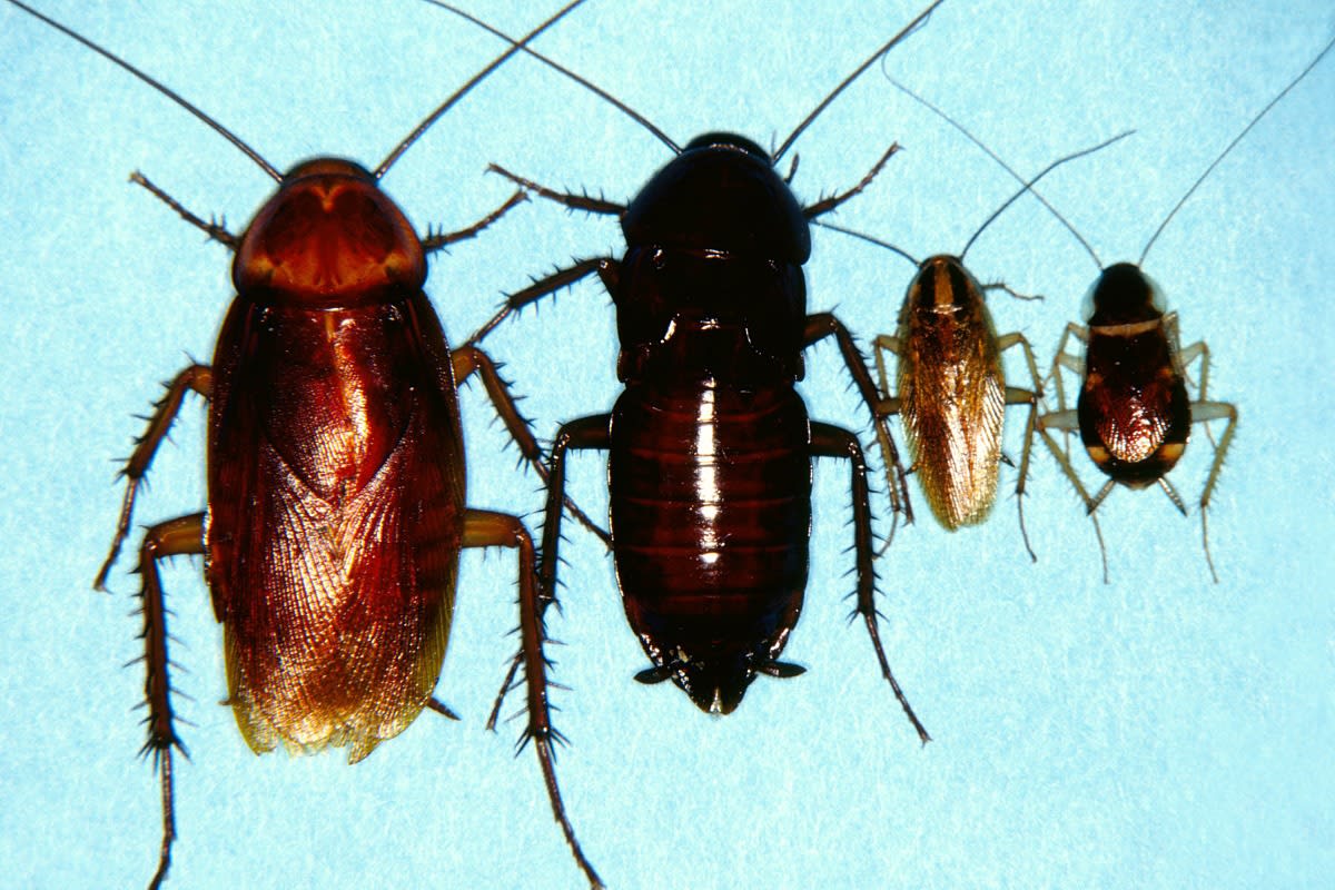Cockroach comparison images