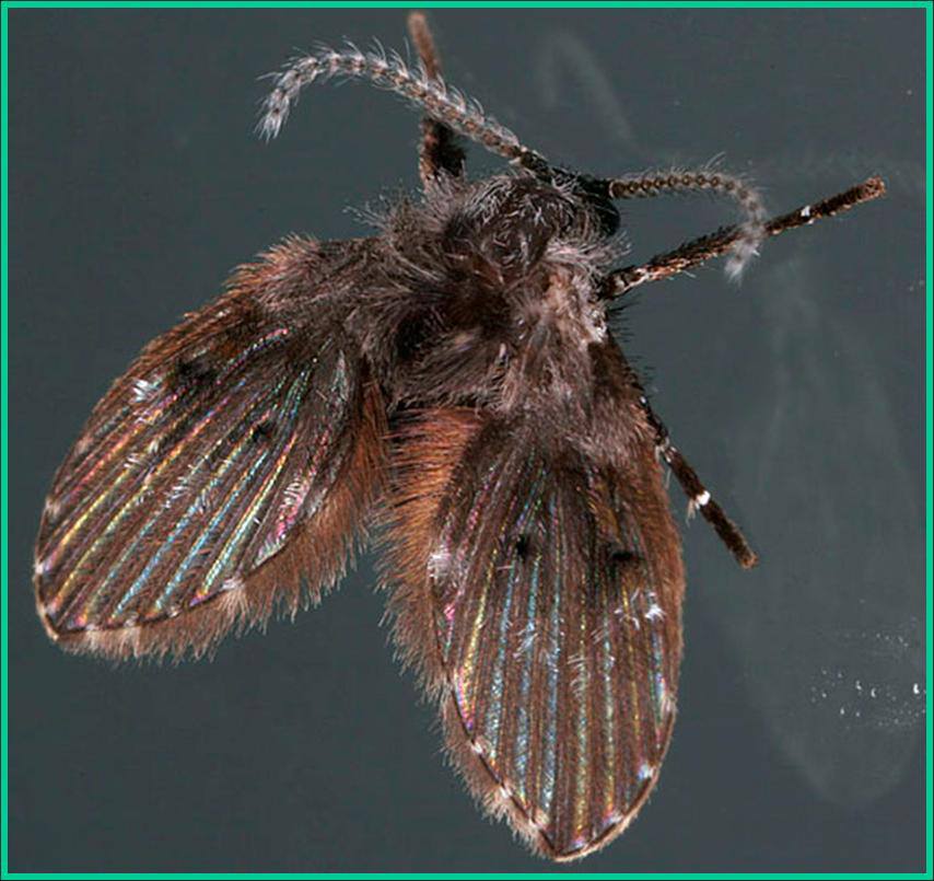 drain moth fly