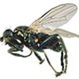 Sphaerocerid Fly