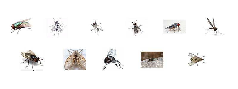 Types Of Flies - Fly Control Identification