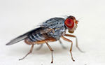 Fruit flies are small fly species in the family Tephritidae.