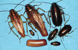 German roach lifecycle stages