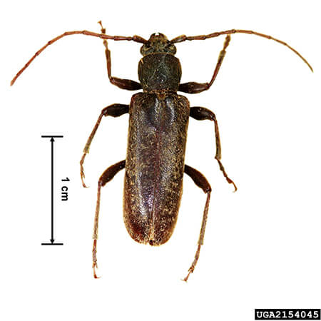 Long-Horned Beetle