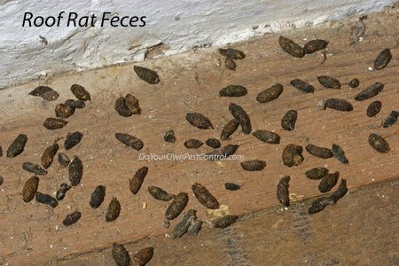 Roof rat feces