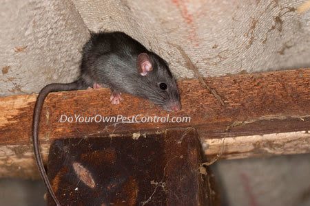 Rat on beam