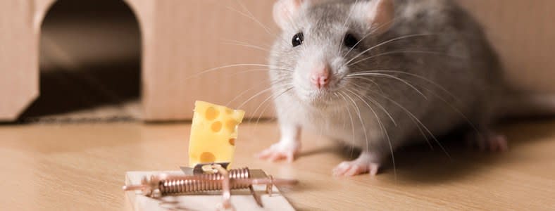 Mouse Trap Humane Live Rodent Catcher Pet Child Safe Catch Mice Vermin Multi 