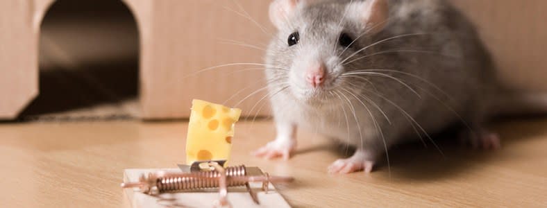 How To Catch A Mouse | Do-It-Yourself Pest Control