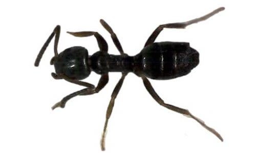  Odorous Ants