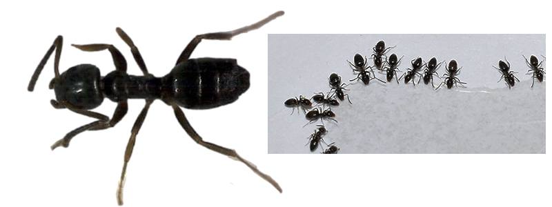 odorous ants