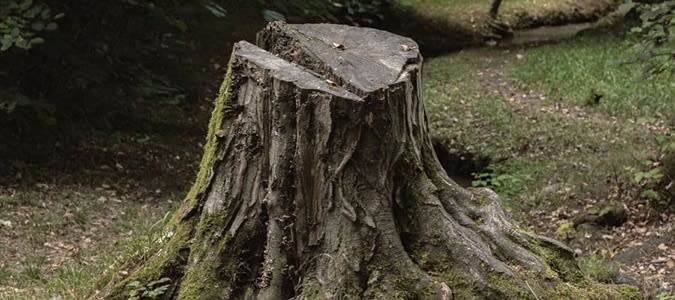 carpenter ant infestation in tree stump